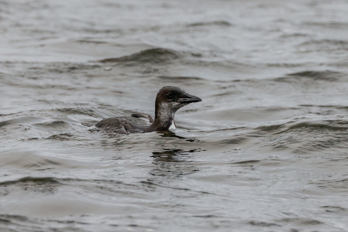 Thick-billed Murre - ML387689401
