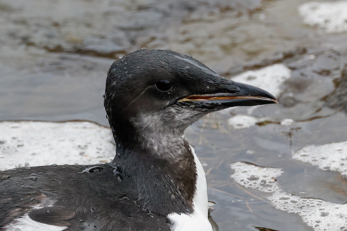 Thick-billed Murre - ML387689411