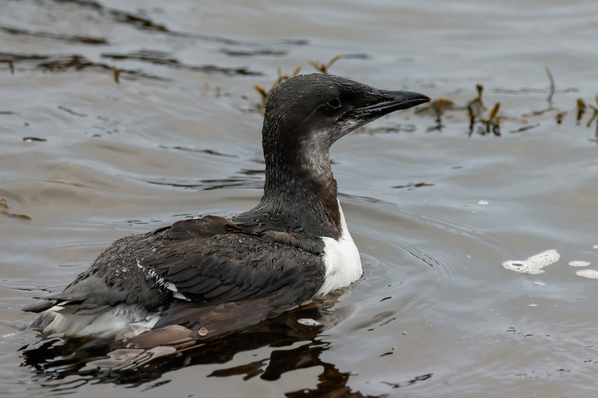 Thick-billed Murre - ML387689421