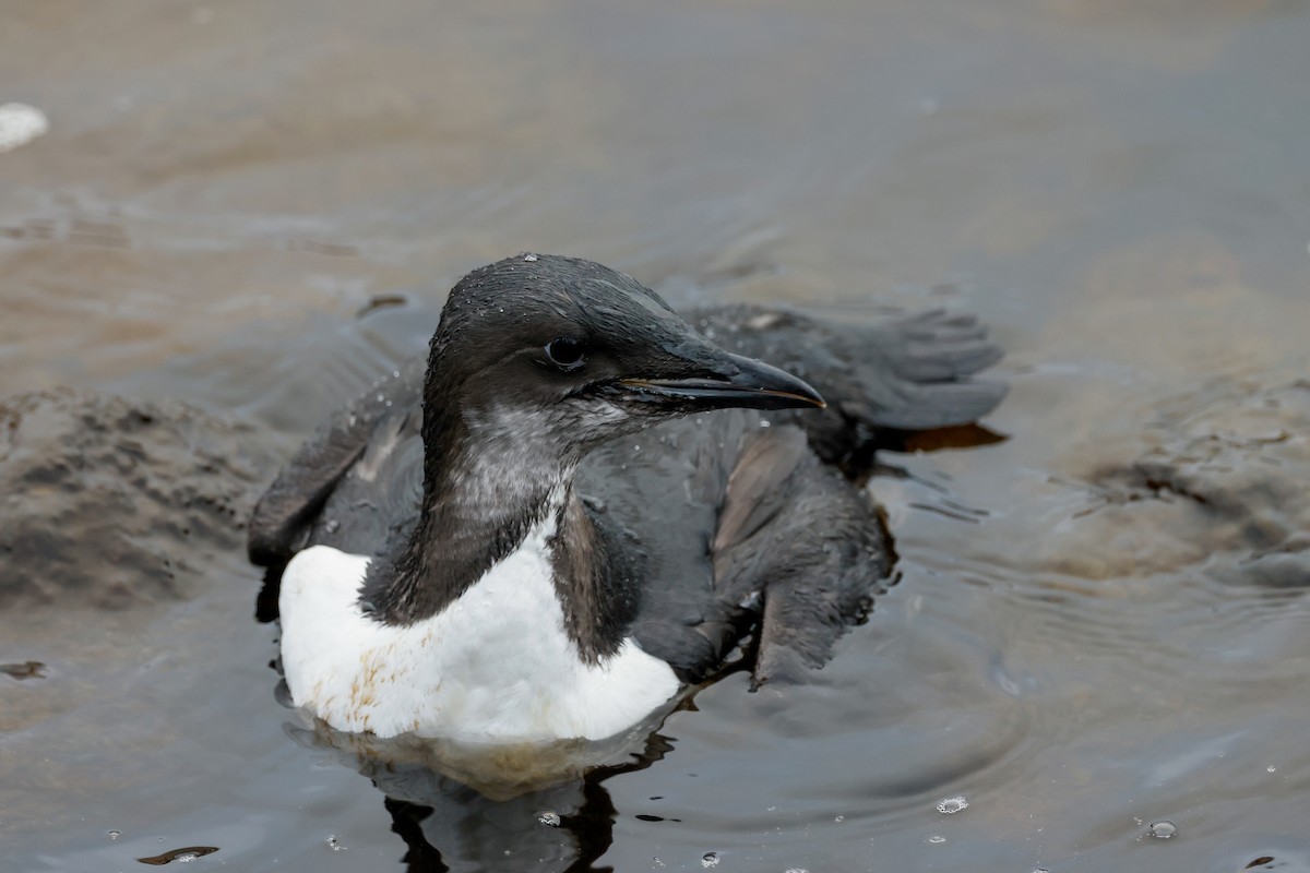 Thick-billed Murre - ML387689441