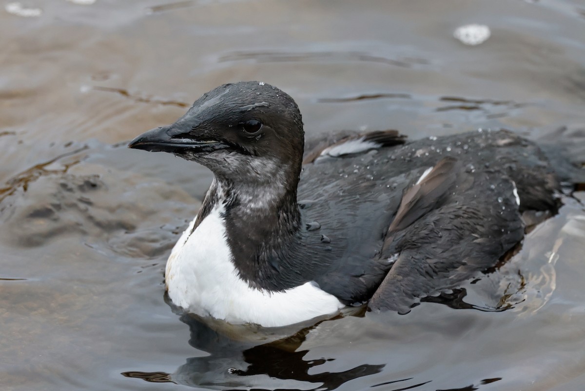 Thick-billed Murre - ML387689451