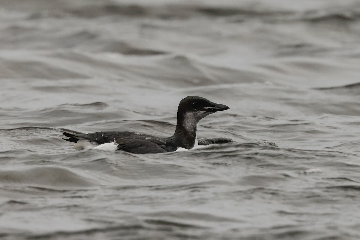 Thick-billed Murre - ML387689471