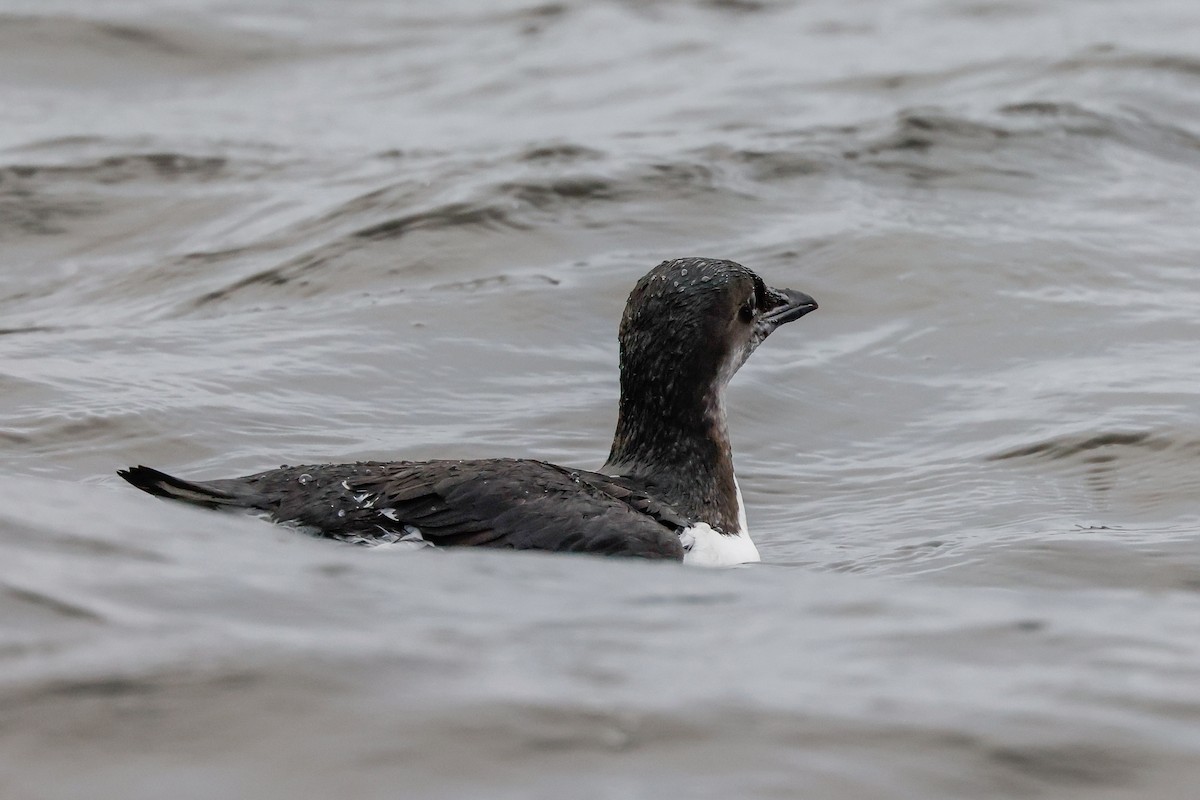 Thick-billed Murre - ML387689481