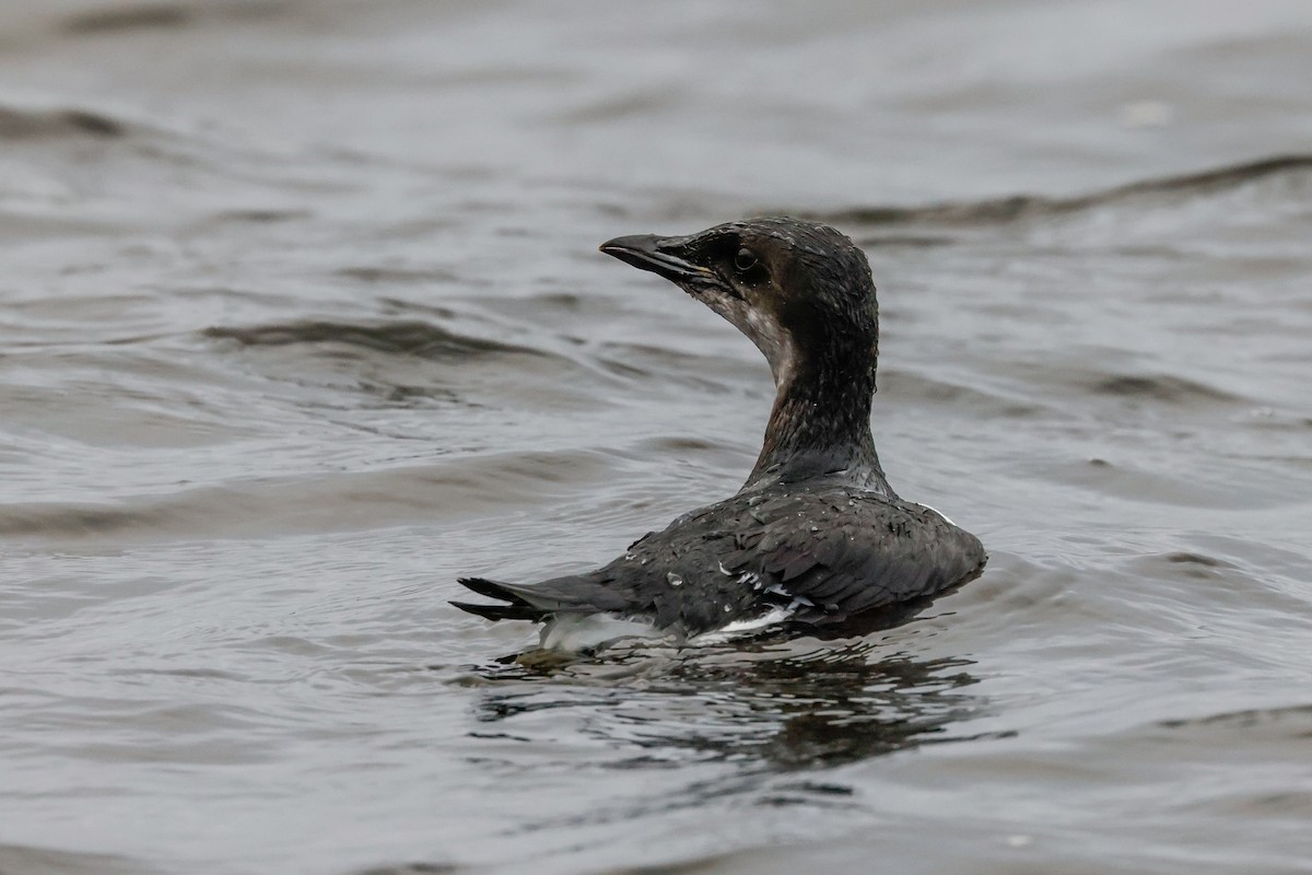 Thick-billed Murre - ML387689501