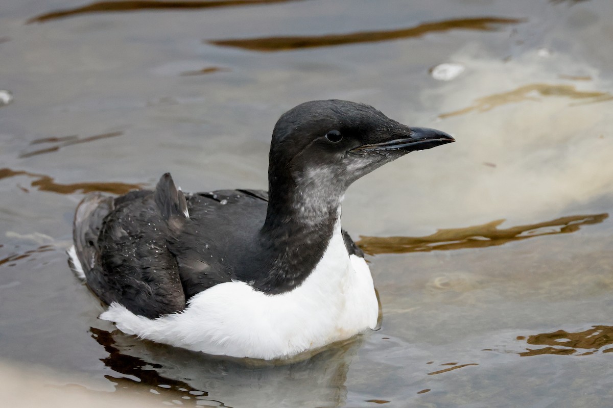 Thick-billed Murre - ML387689511