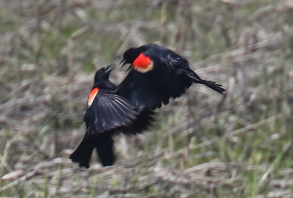 Red-winged Blackbird - Greg Plowman