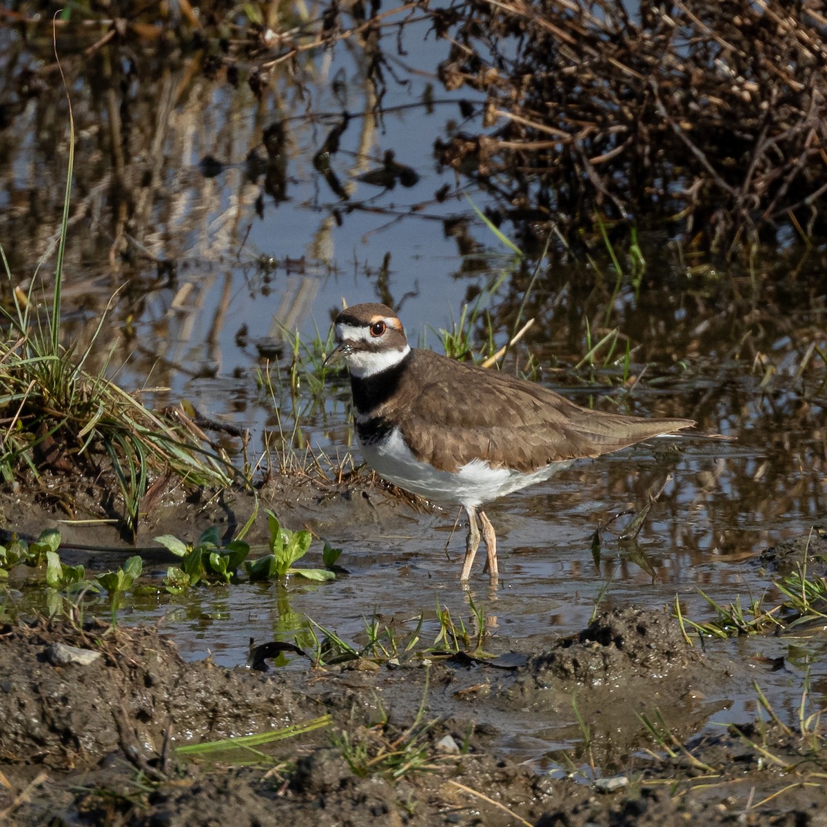 Killdeer - ML387690051