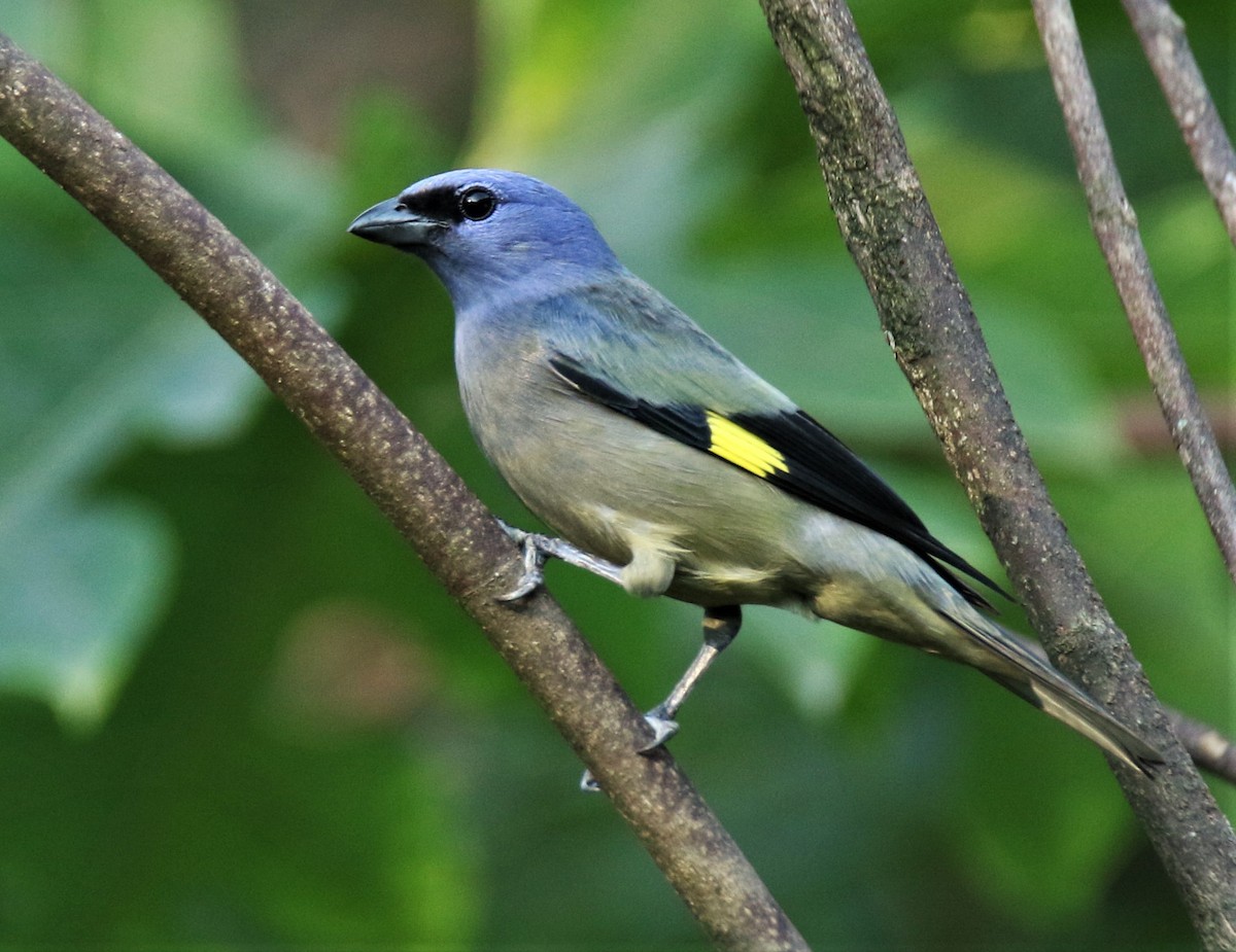 Yellow-winged Tanager - ML387690271
