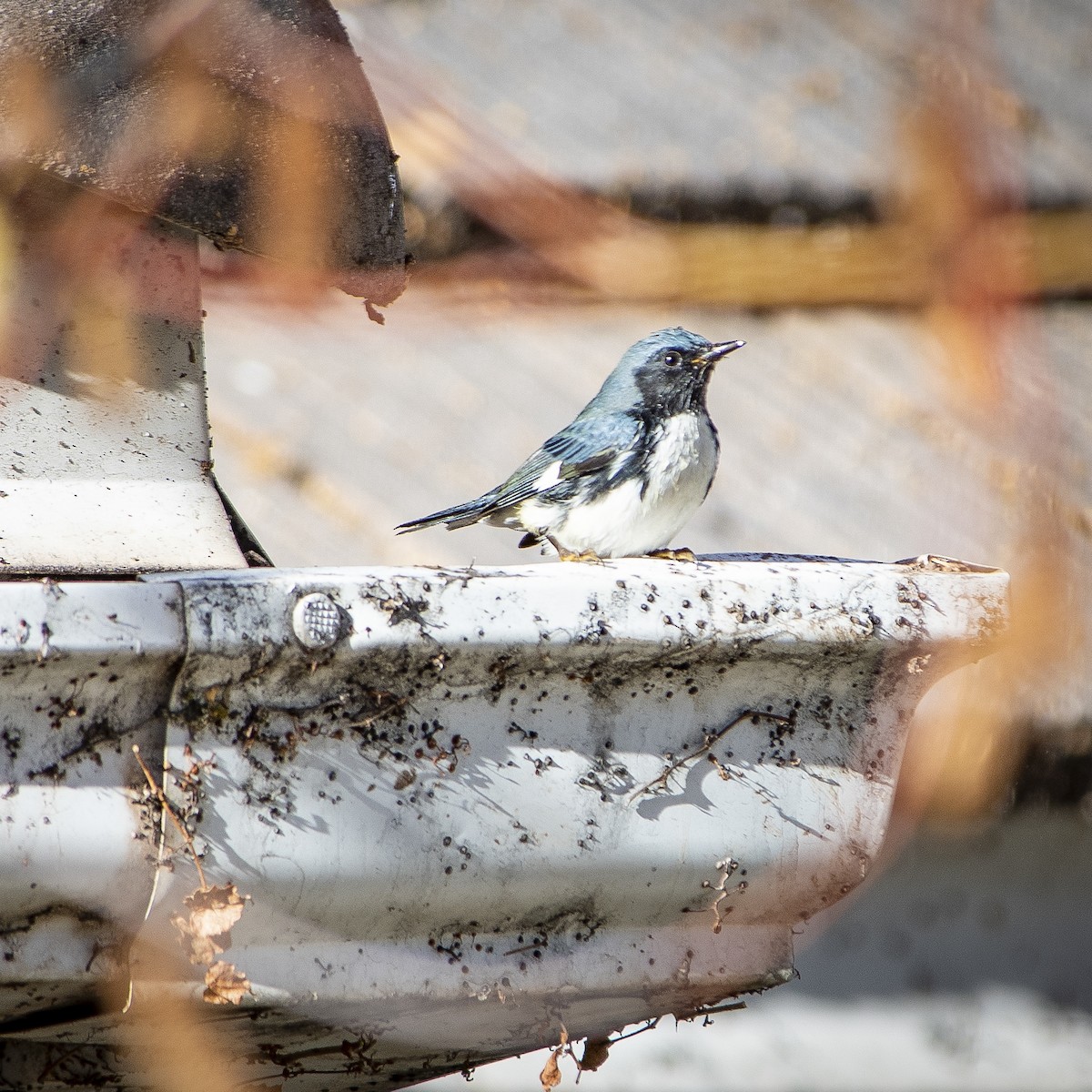 Black-throated Blue Warbler - ML387690531