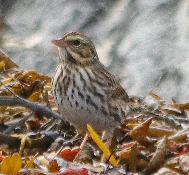 Savannah Sparrow - ML387691381
