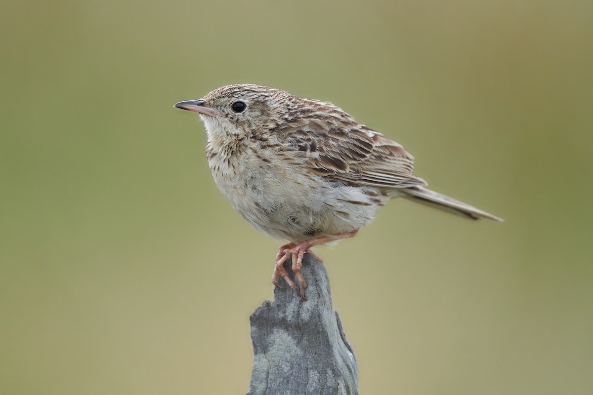 Hellmayr's Pipit - Hederd Torres García