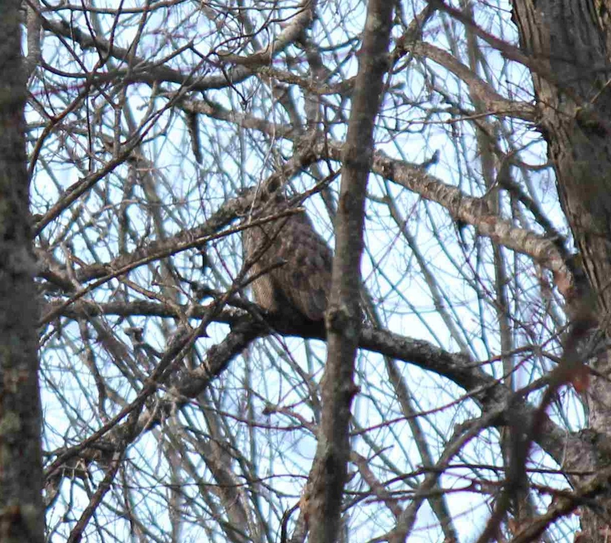 Great Horned Owl - ML387693391