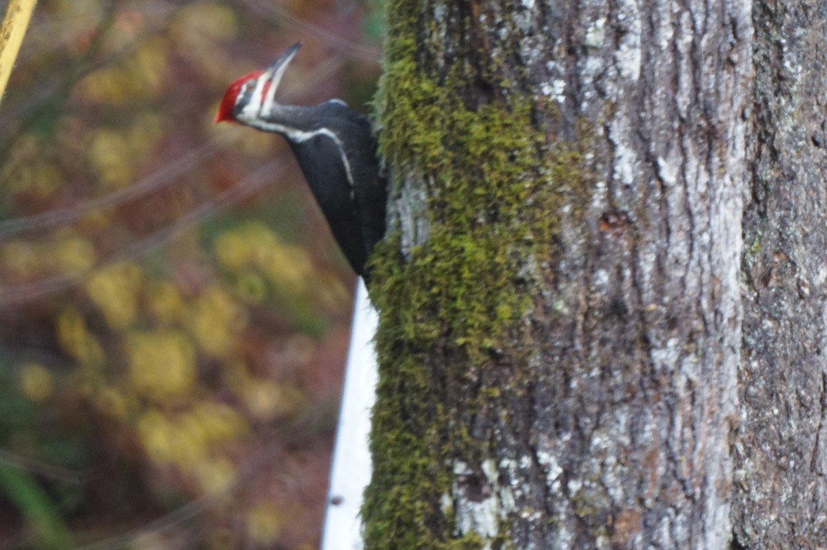 Pileated Woodpecker - ML387694021