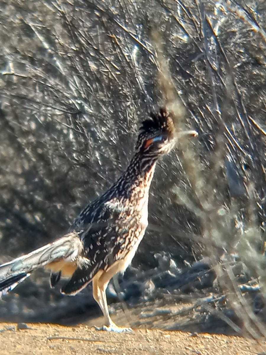 Greater Roadrunner - ML387695151