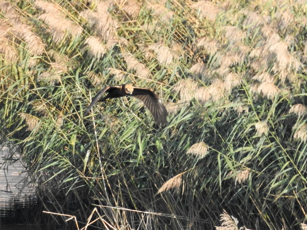 Western Marsh Harrier - Samuel Burckhardt