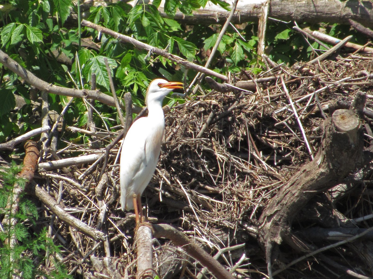 Western Cattle Egret - ML387696051