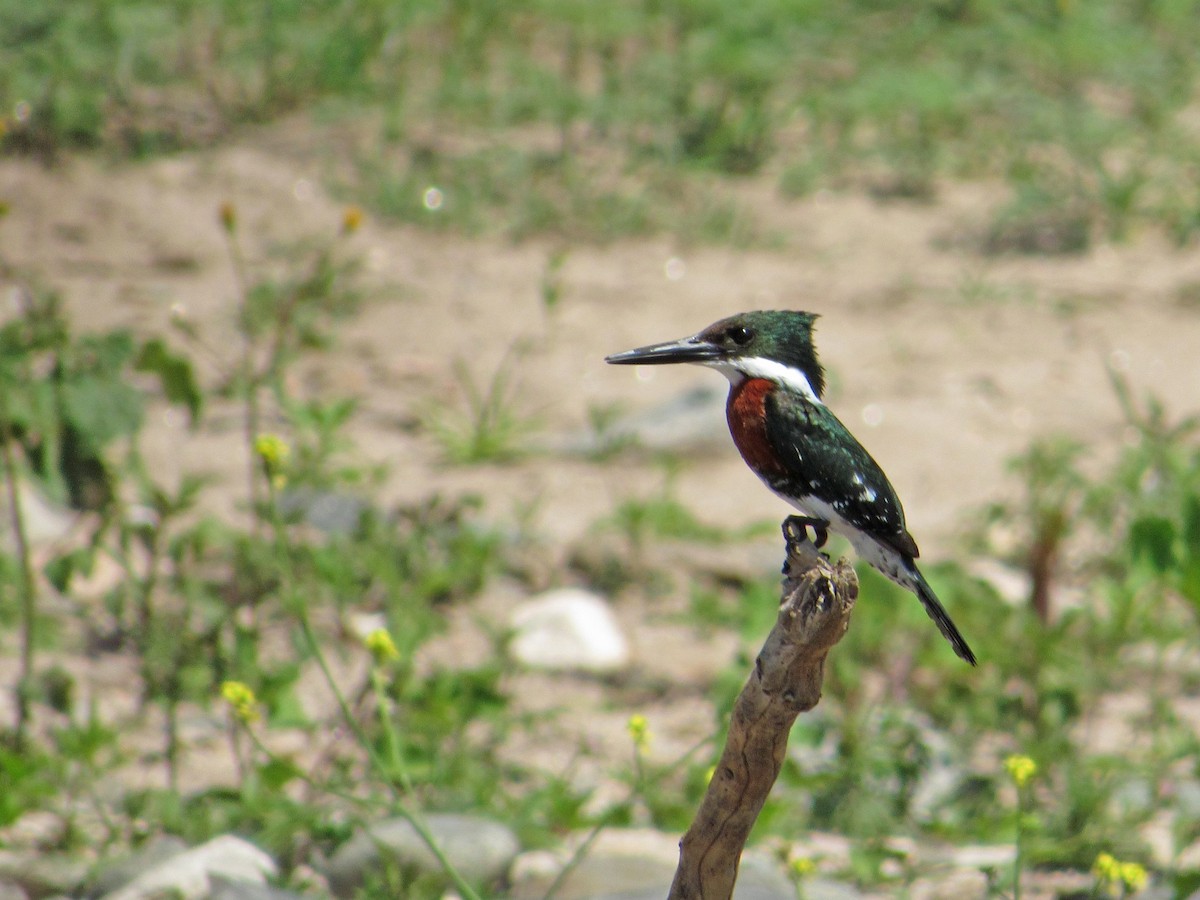 Green Kingfisher - ML387696201