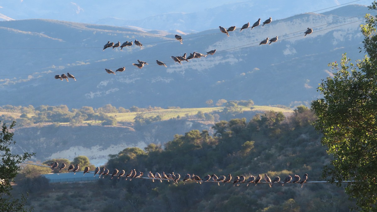 Band-tailed Pigeon - ML387696271