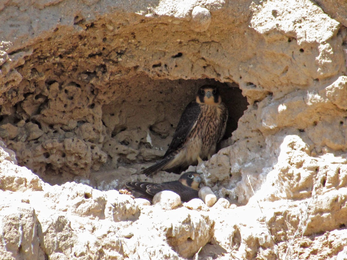 Peregrine Falcon - Alasco López