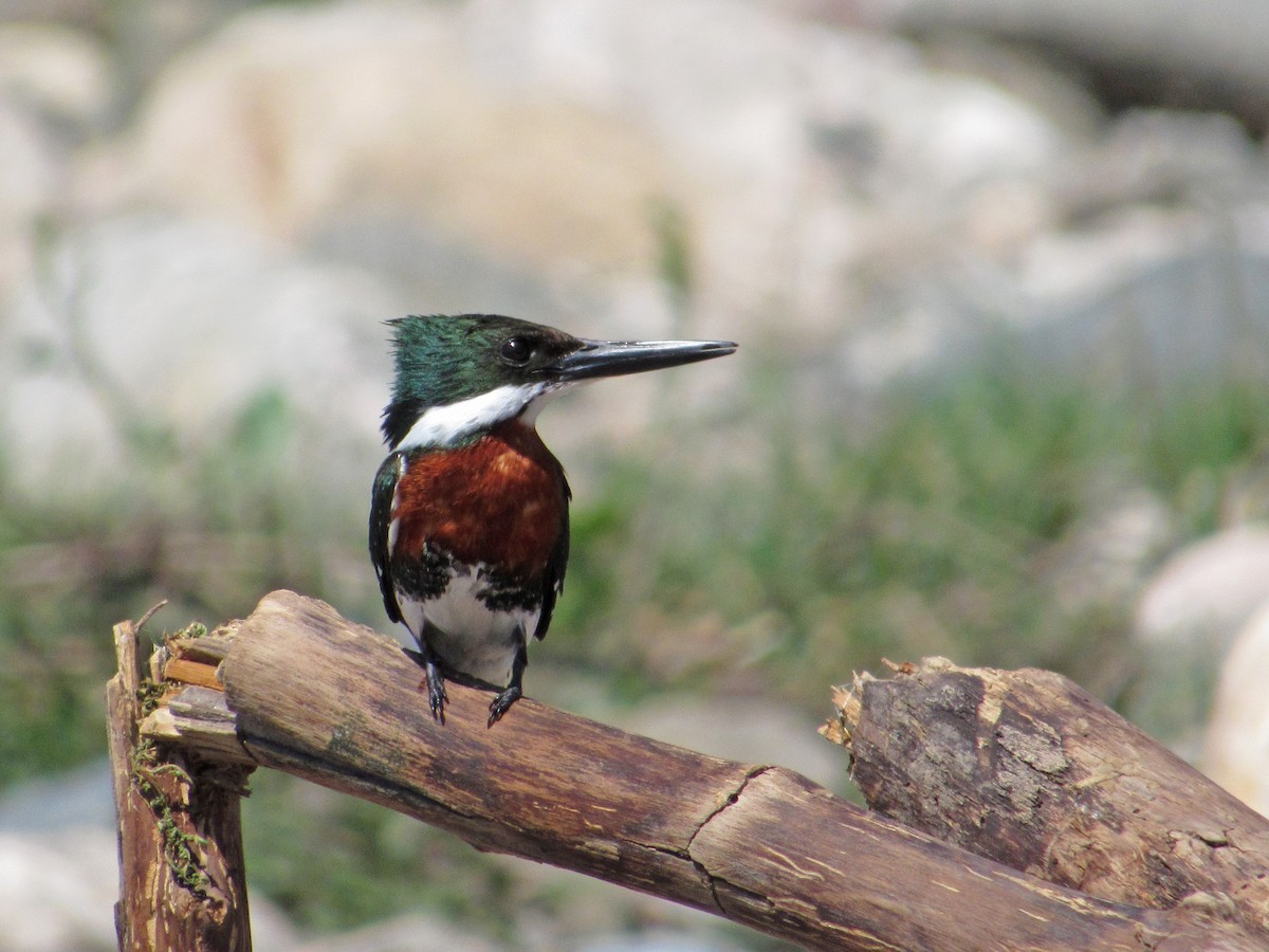 Green Kingfisher - ML387696321