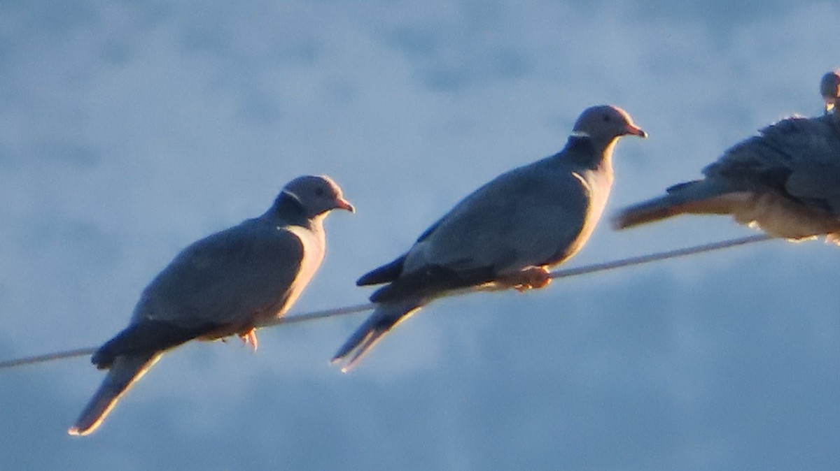 Band-tailed Pigeon - ML387696381