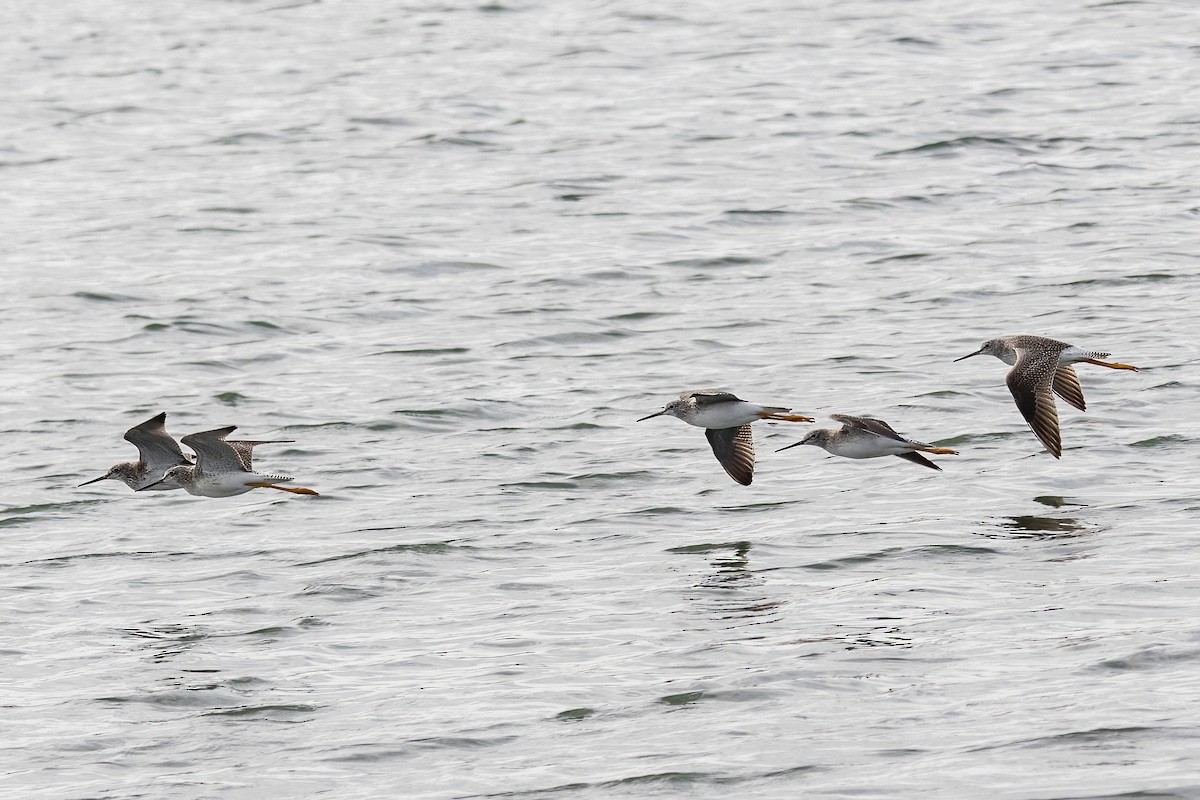 Greater Yellowlegs - ML387696891