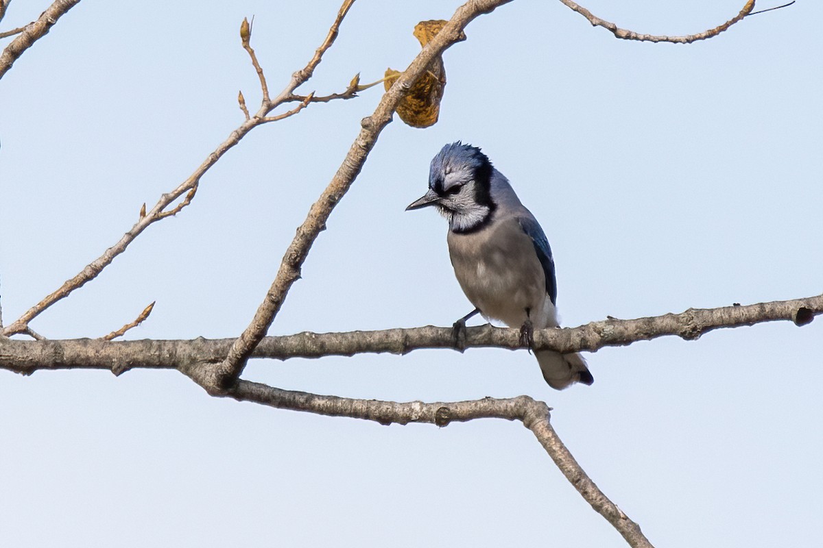 Blue Jay - ML387696921