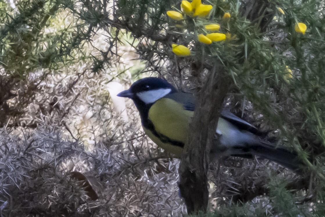 Mésange charbonnière - ML387697791