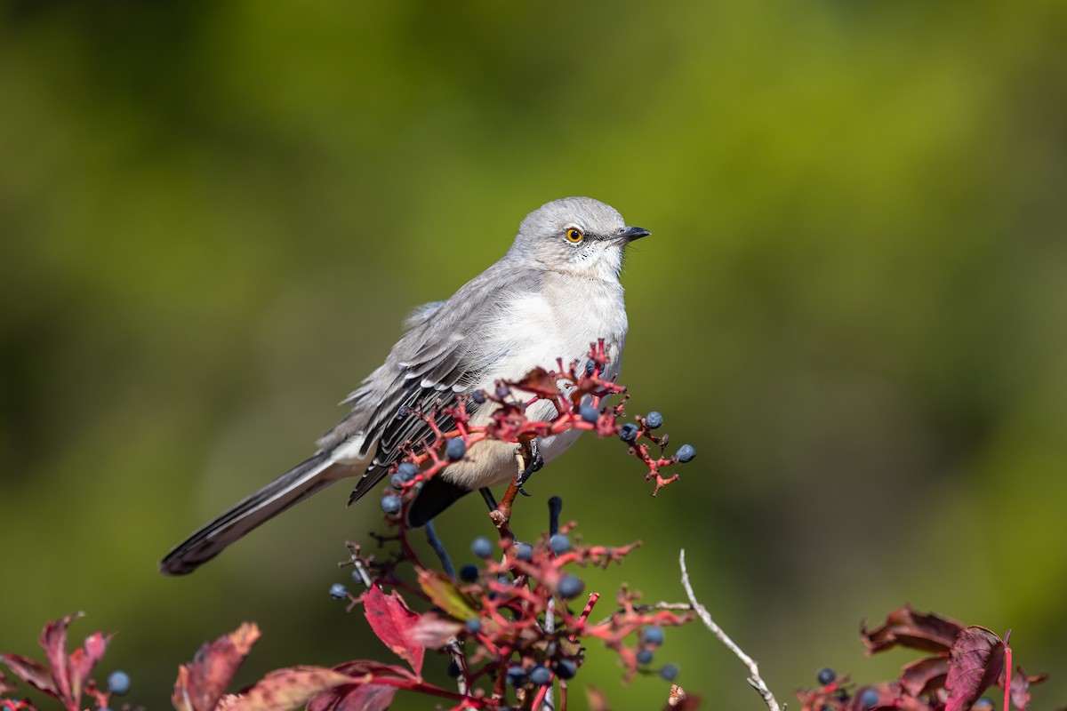 Northern Mockingbird - Roger Smith