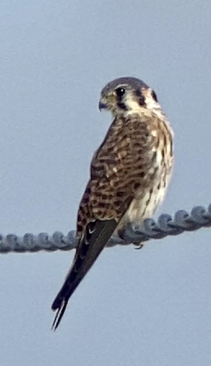 American Kestrel - ML387701051