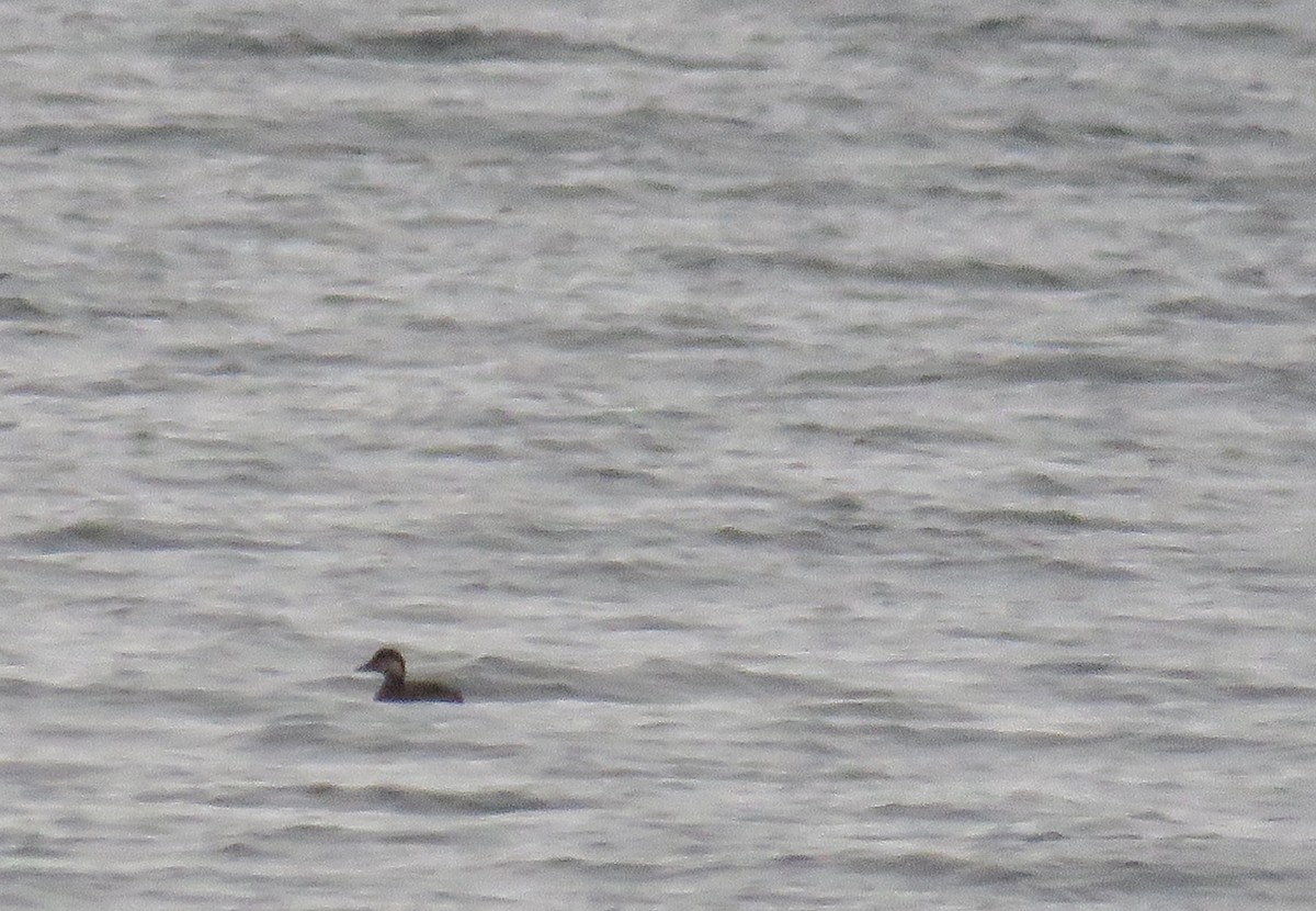 Black Scoter - ML38770201