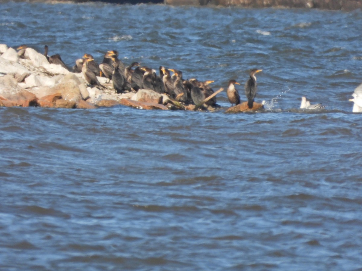 Double-crested Cormorant - ML387702571