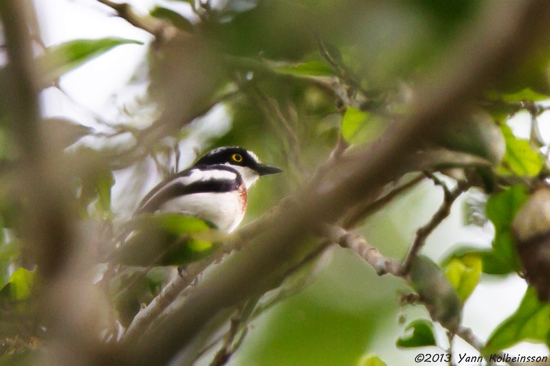 West African Batis - ML38770291