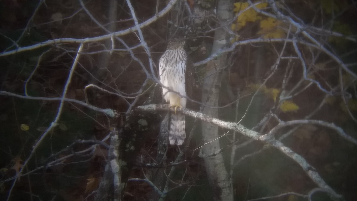 Cooper's Hawk - ML387703411