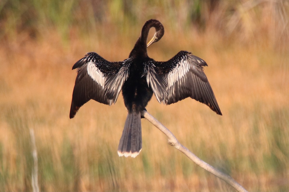 Amerika-Schlangenhalsvogel - ML387704161