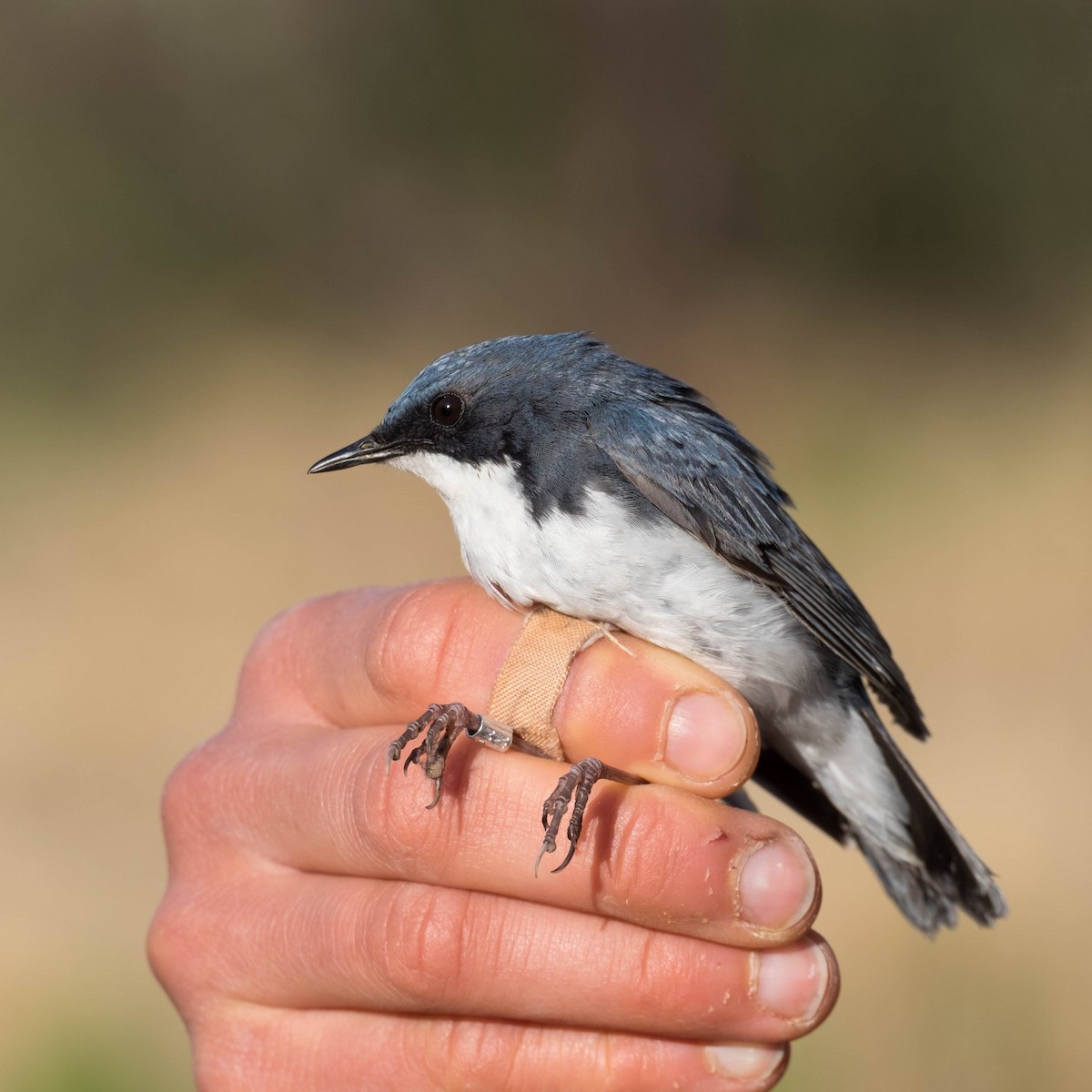 Номин гургалдай - ML387706061