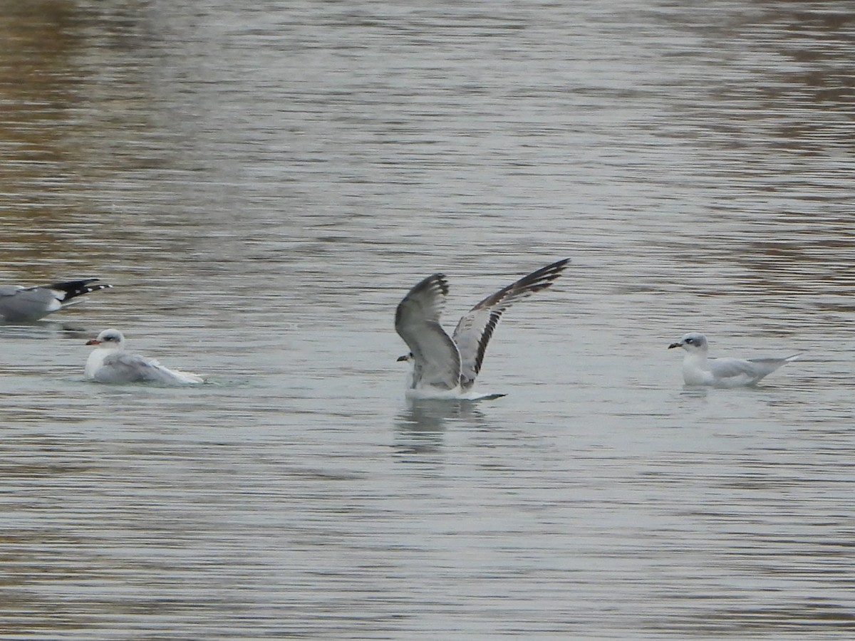 Mediterranean Gull - ML387706941