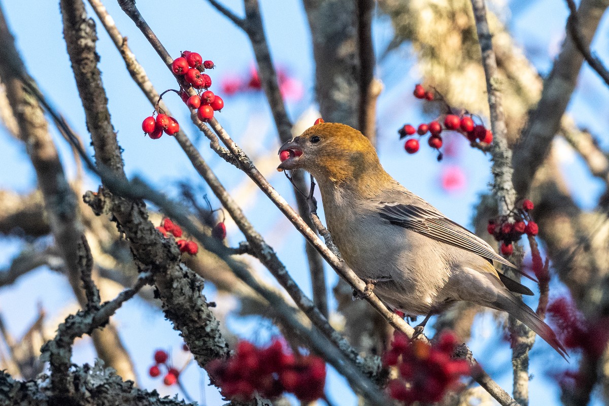 Pine Grosbeak - ML387708961