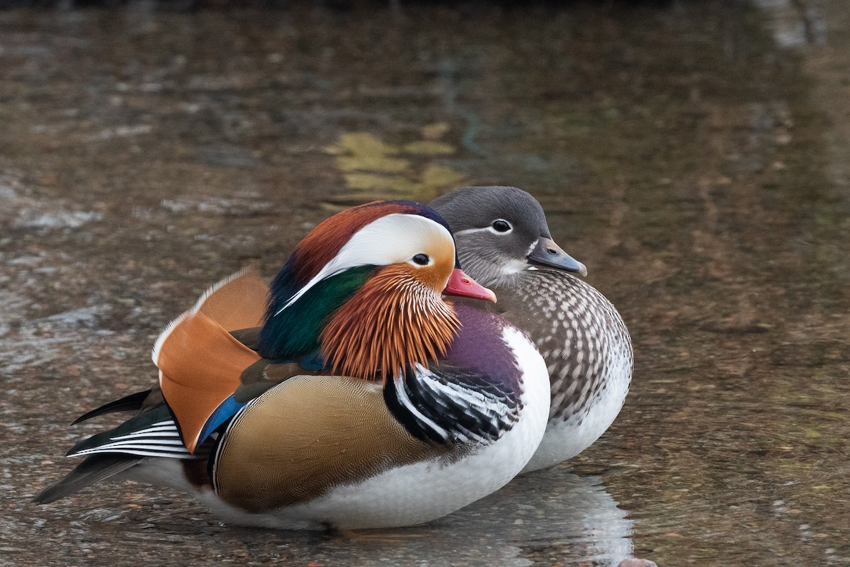 Mandarin Duck - Hans Norelius