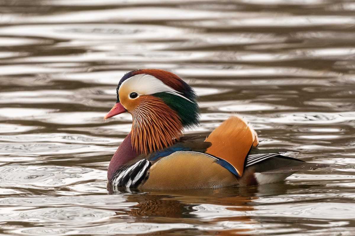 Mandarin Duck - Hans Norelius