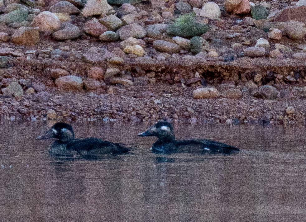 Surf Scoter - ML387709901