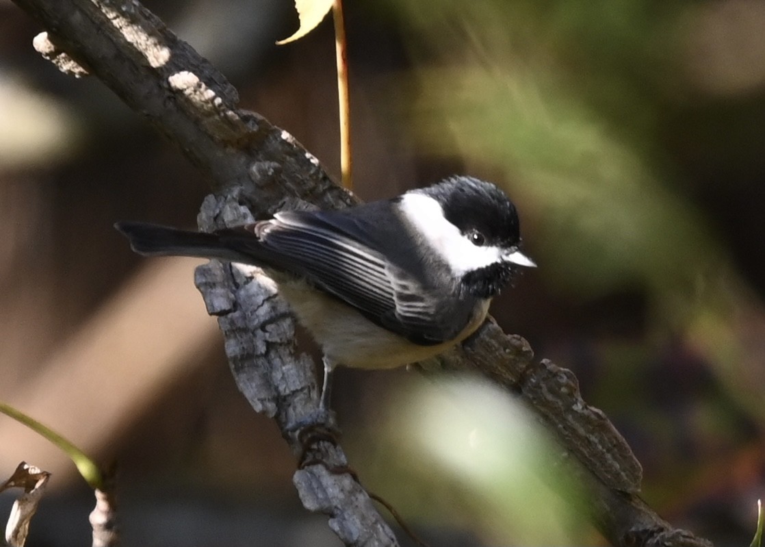 Carolina Chickadee - Joe Wujcik