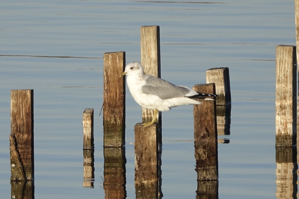 Short-billed Gull - ML387710101