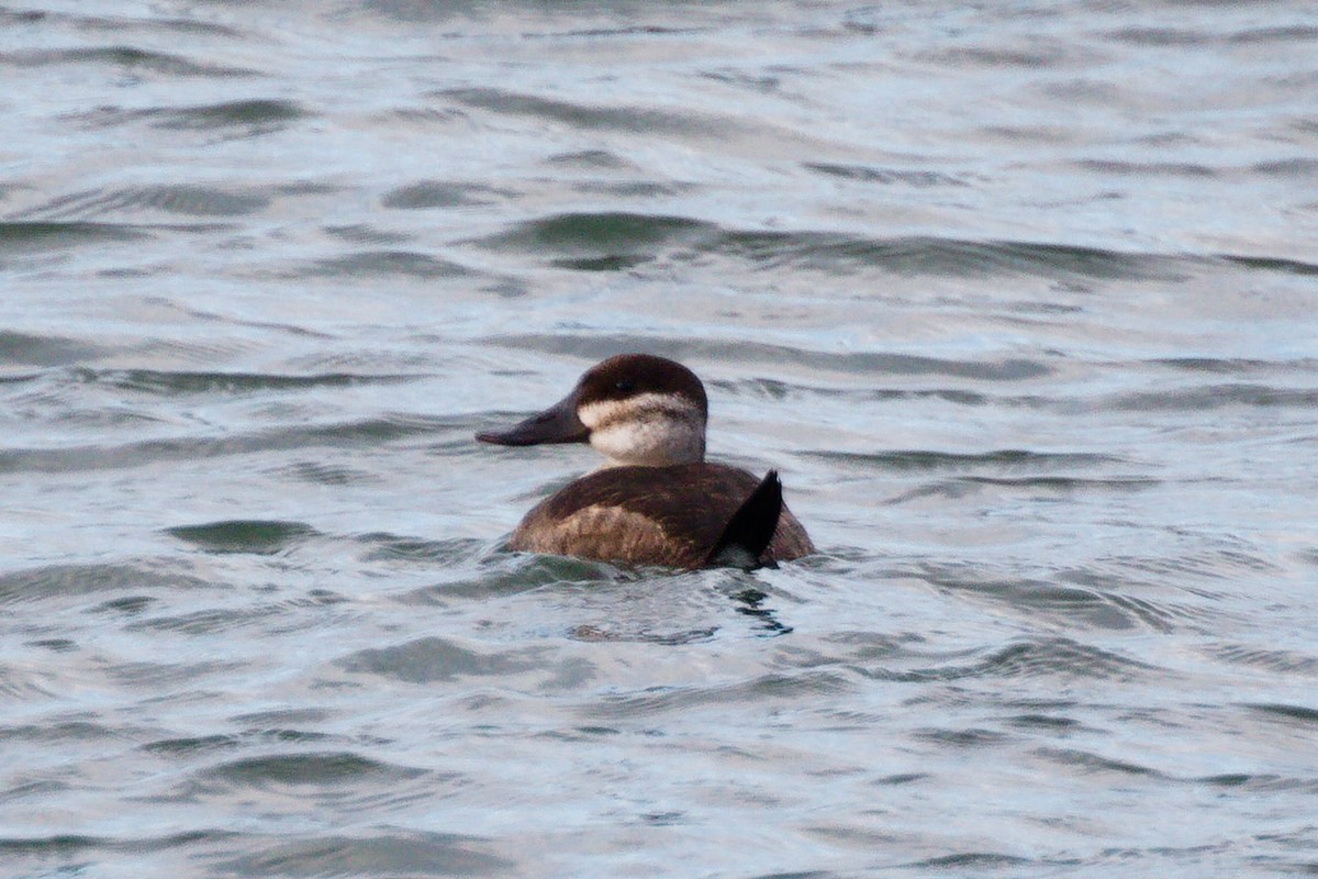 Ruddy Duck - ML387710151