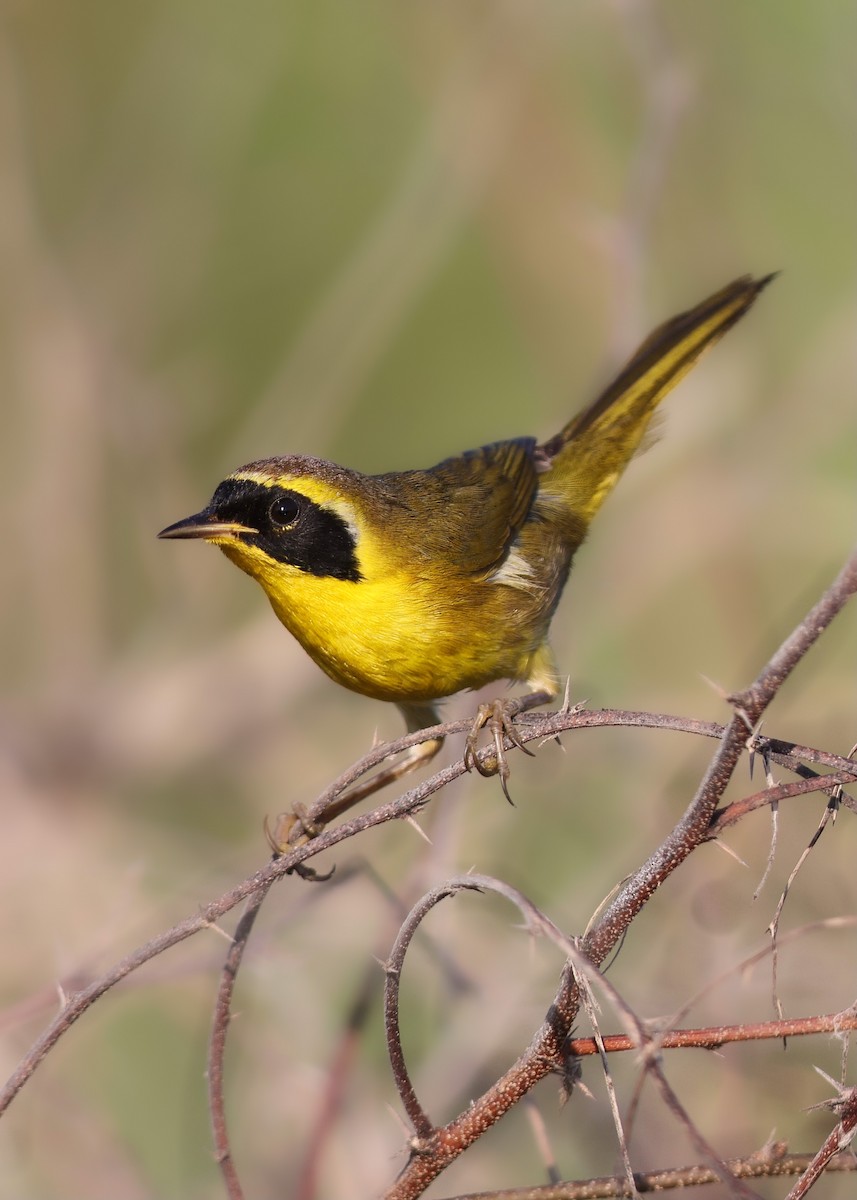 Belding's Yellowthroat - ML387710271