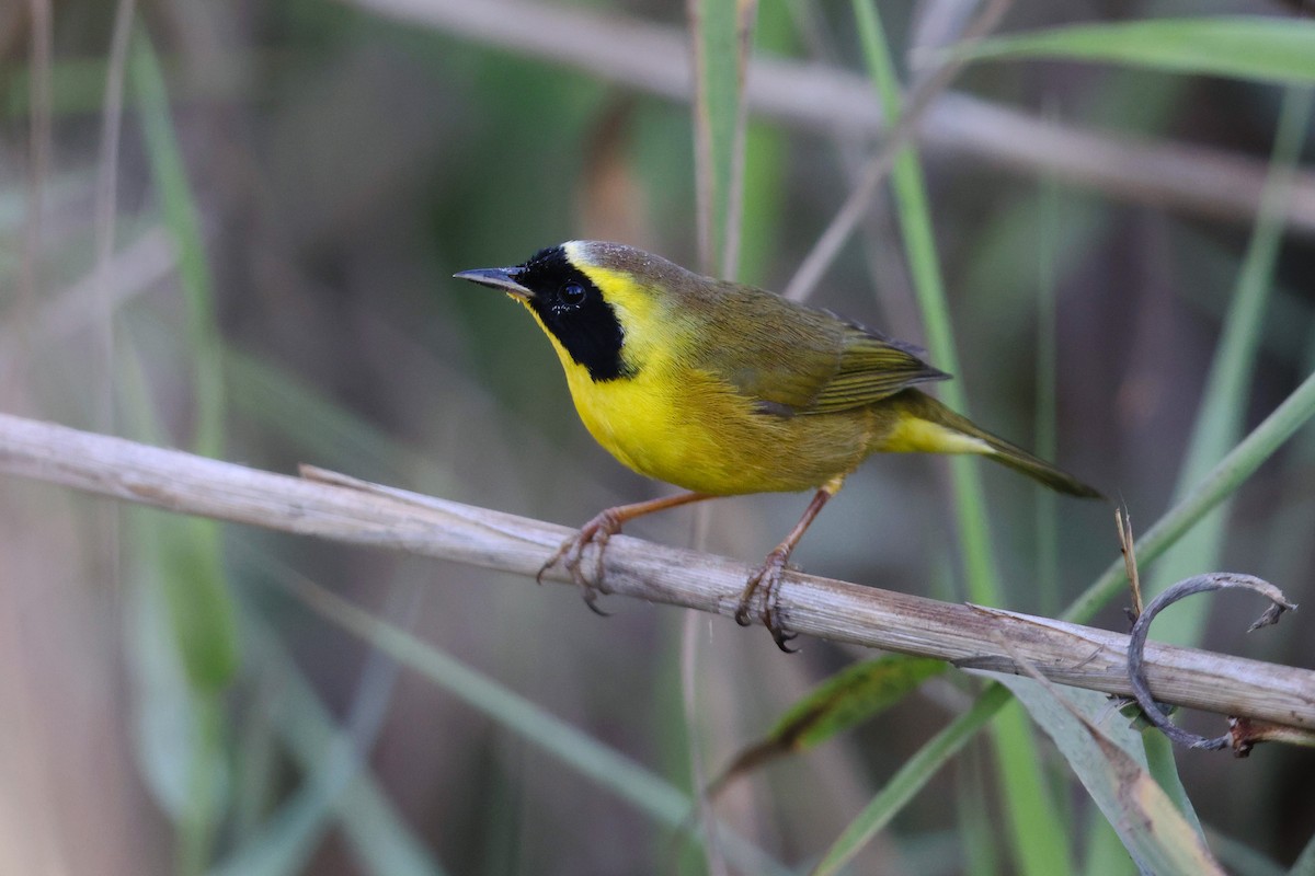 Belding's Yellowthroat - ML387710301