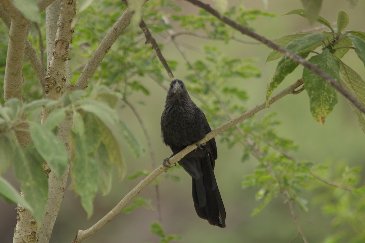 Smooth-billed Ani - ML387710901