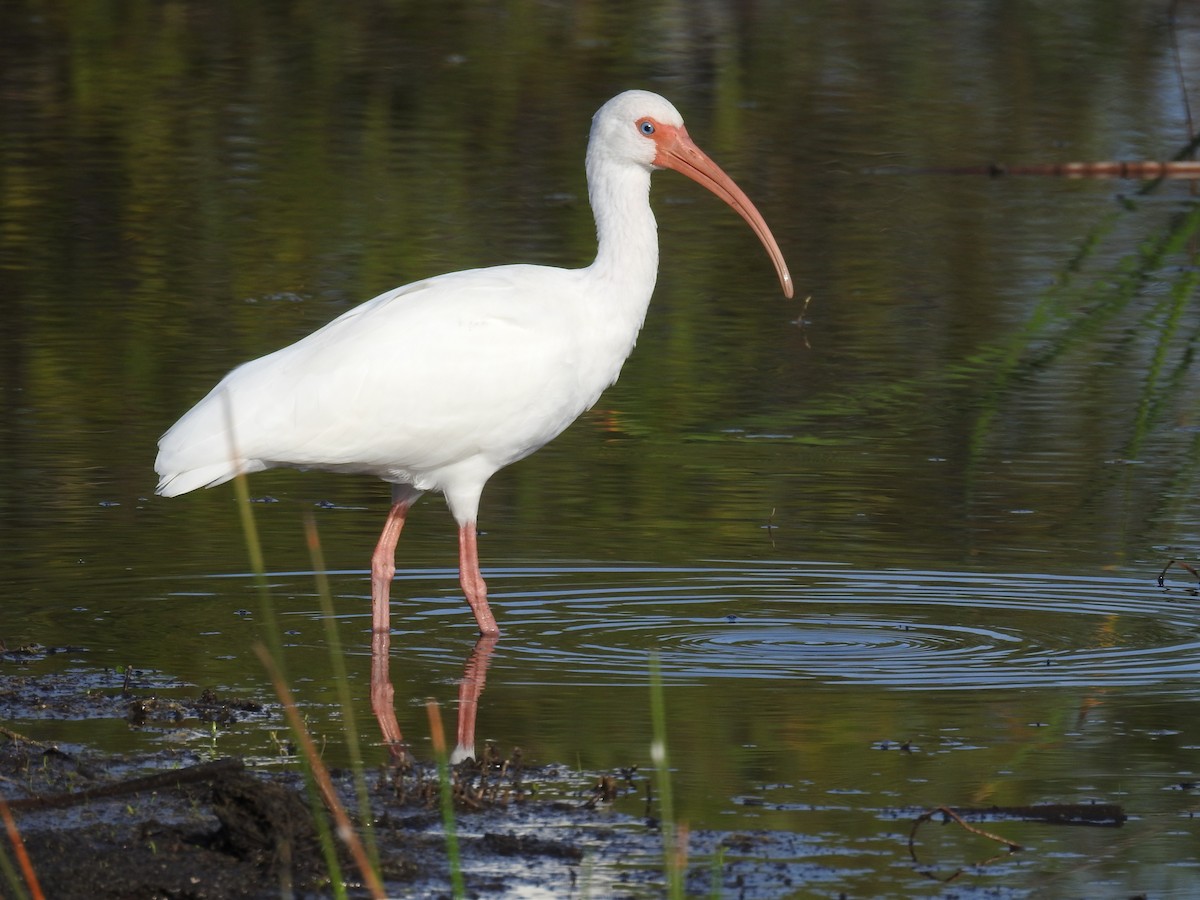 ibis bílý - ML387712791