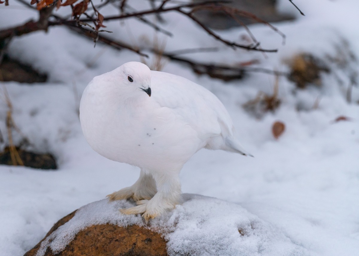 Willow Ptarmigan - ML387712911