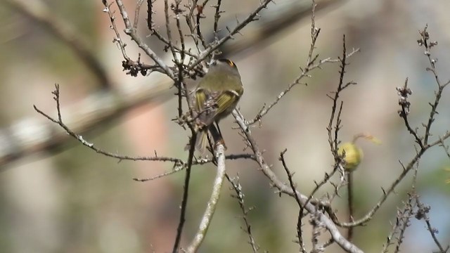 Golden-crowned Kinglet - ML387713061